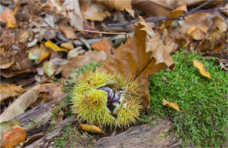 Web漏洞扫描工具